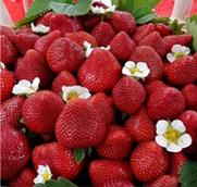 Fresas cultivadas en Candamo